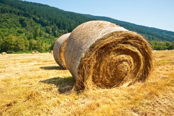 Hay bales — Stock Photo, Image