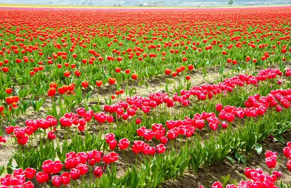 Tulpen — Stockfoto