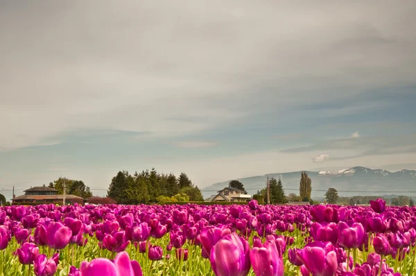 Tulipanes — Foto de Stock