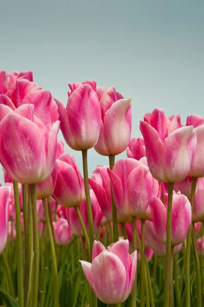 Tulips — Stock Photo, Image