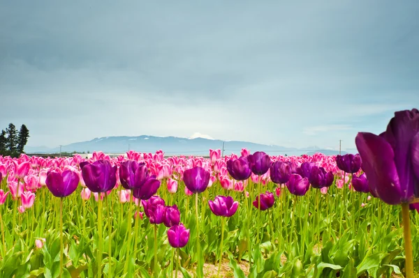 Tulipanes — Foto de Stock