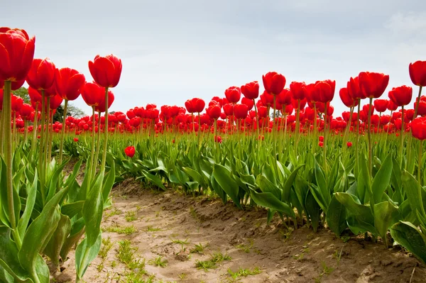 Tulpen — Stockfoto