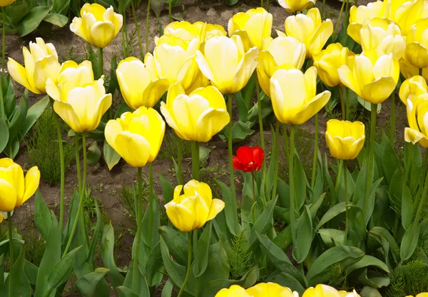 Tulpen — Stockfoto