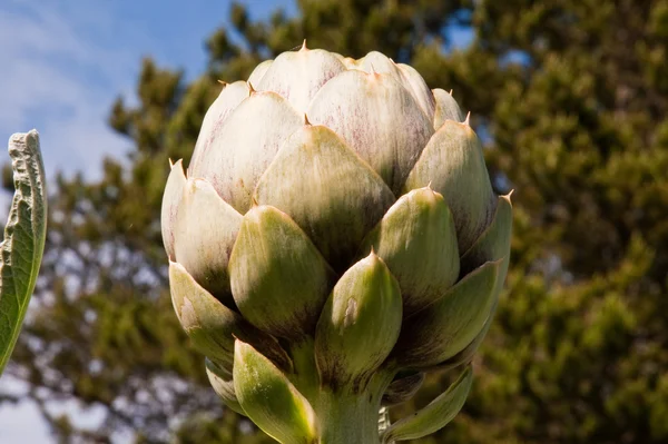 Artichoke — Stock Photo, Image