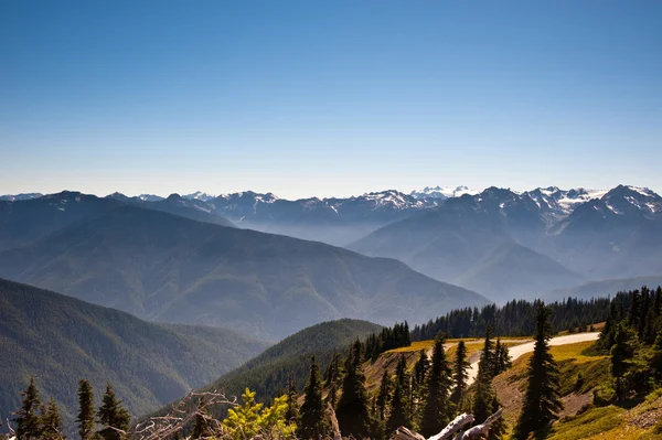 Hurricane Ridge — Stockfoto