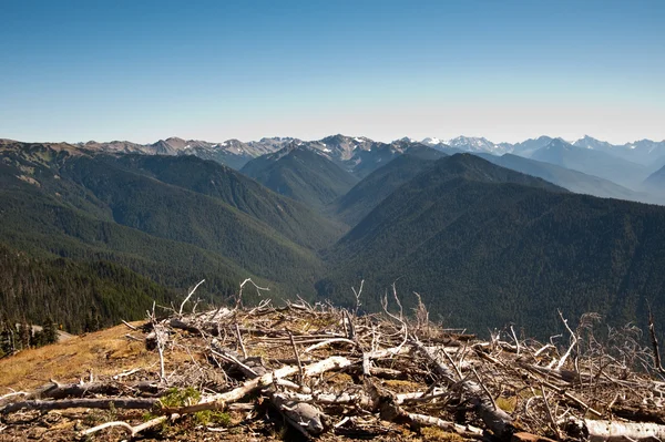 Hurricane Ridge — Stockfoto