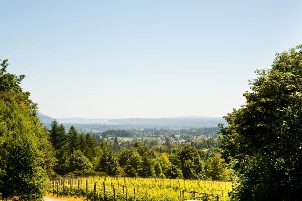 Weinberg — Stockfoto