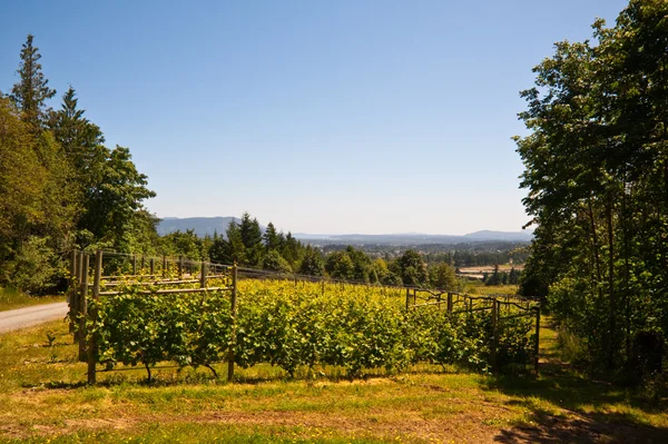 Vineyard — Stock Photo, Image