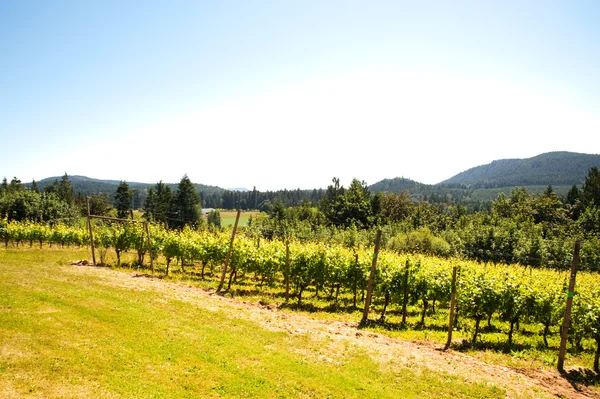 Vineyard — Stock Photo, Image