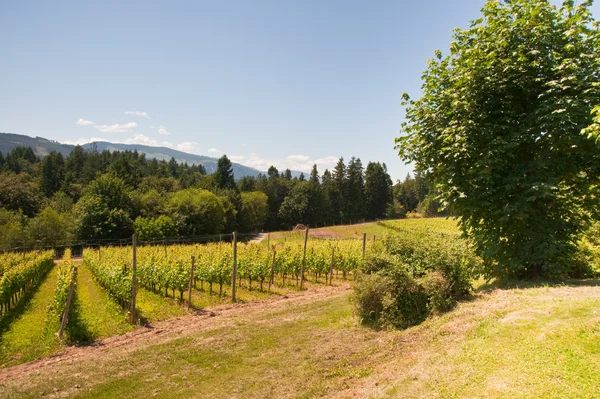 Vineyard — Stock Photo, Image