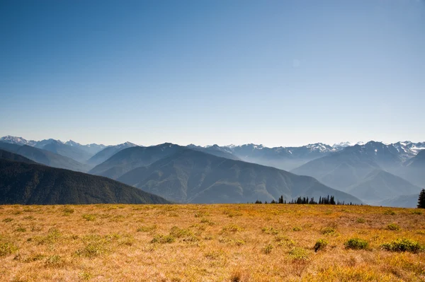 Hurricane Ridge — Stockfoto