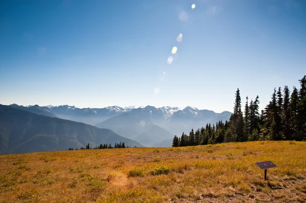 Hurricane Ridge — Stockfoto