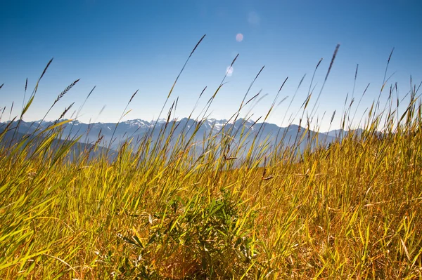 Hurricane Ridge — Stock Photo, Image