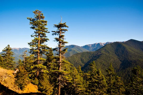 Hurricane Ridge — Stock Photo, Image