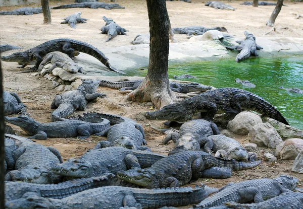 Крокодиловая ферма — стоковое фото