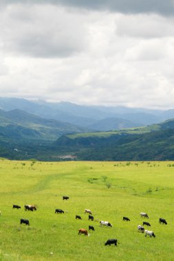 Salta