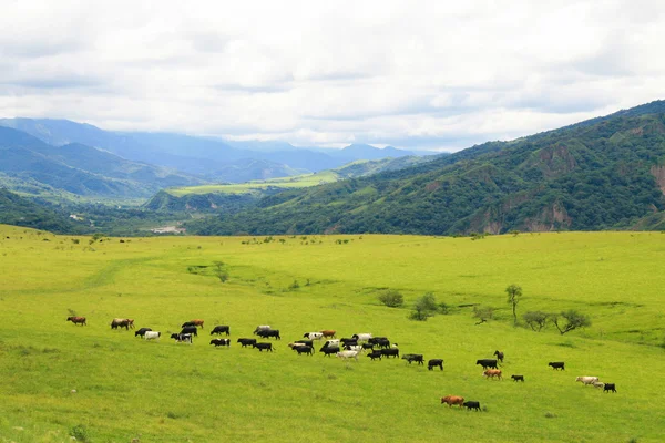 Salta — Stockfoto