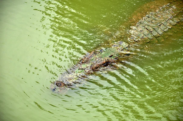 Alligator — Stock fotografie