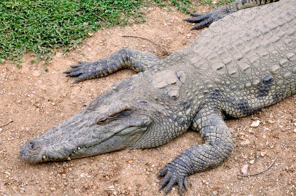 Alligator — Stockfoto