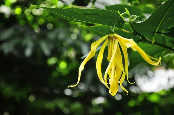 ylang-ylang çiçek ağaç üzerinde
