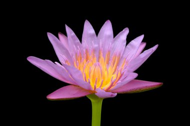 Lotus, su lilly
