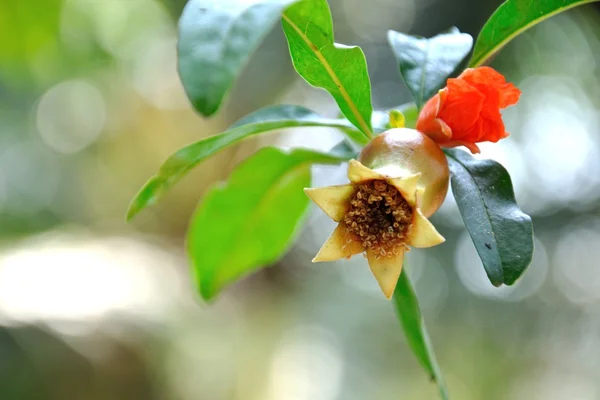 Pomegranate on tree — Stock Photo, Image