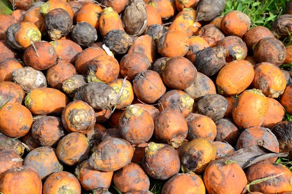 Ripe areca nut kept for drying — Stock Photo, Image