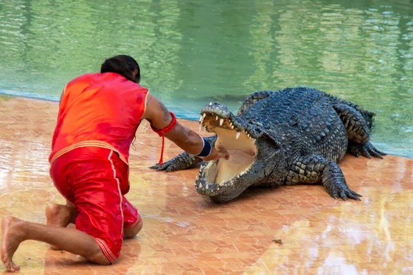 Thailand Nakhon Sawan Outubro 2019 Traditional Thailand Show Crocodiles Guarda — Fotografia de Stock