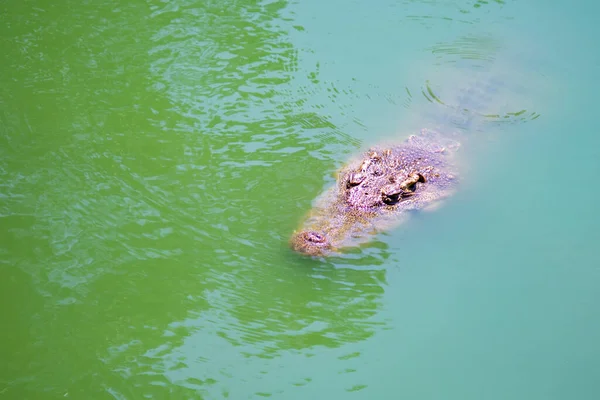 Närbild Krokodil Vatten Thailands Djurpark — Stockfoto