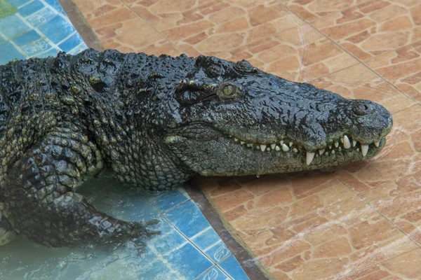 Crocodilos Andando Sobre Telhas Fazenda — Fotografia de Stock