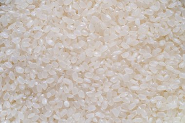 Japon pirincini yakın çekim. Japon pirinç taneleri. Sinica Rice, Asya pirincinin iki ana türünden biridir.. 