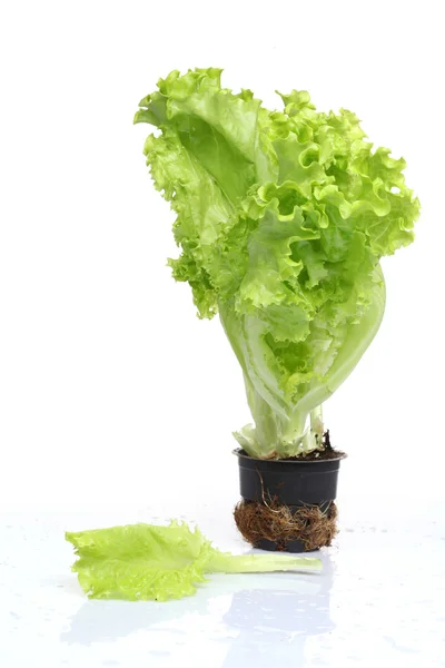 Hojas de lechuga verde fresca aisladas sobre blanco —  Fotos de Stock