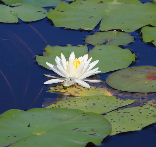 Summer lake with water-lily flowers on blue water — Stock Photo, Image
