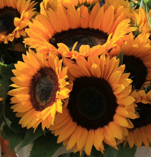 Girasoles — Foto de Stock