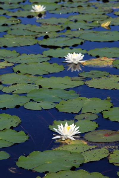 Mavi sularda nilüfer çiçekleri olan yaz gölü - Stok İmaj