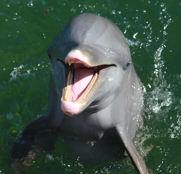 Delfín Fotos De Stock