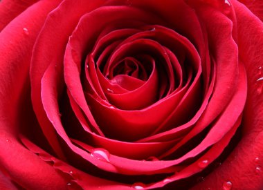 Güzel kırmızı gül.