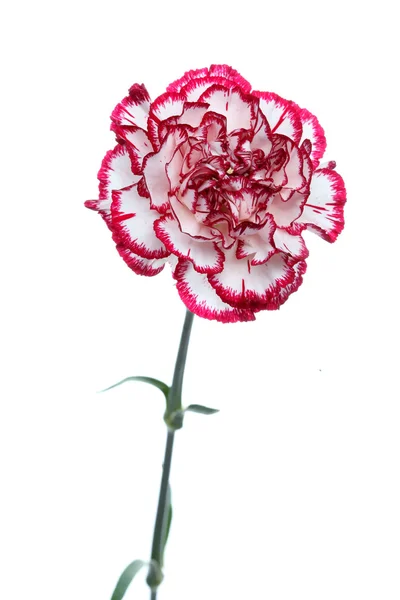 Red and White Flower Isolated on White Background. Isolated Carnation Flower — Stock Photo, Image