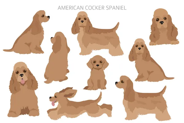 Americano Cocker Spaniel Todos Los Colores Clipart Conjunto Diferentes Colores — Vector de stock
