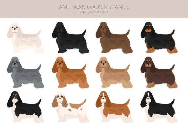 Americano Cocker Spaniel Todos Los Colores Clipart Conjunto Diferentes Colores — Vector de stock