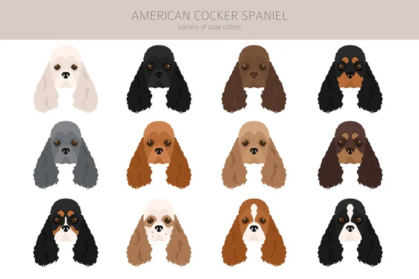 Cocker Spaniel Americano Todas Cores Clipart Conjunto Cores Casaco Diferentes —  Vetores de Stock
