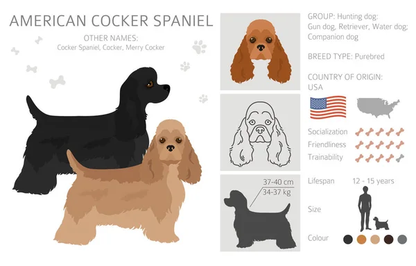 Amerykański Cocker Spaniel Wszystkie Kolory Cliparty Różne Kolory Płaszcza Ilustracja — Wektor stockowy