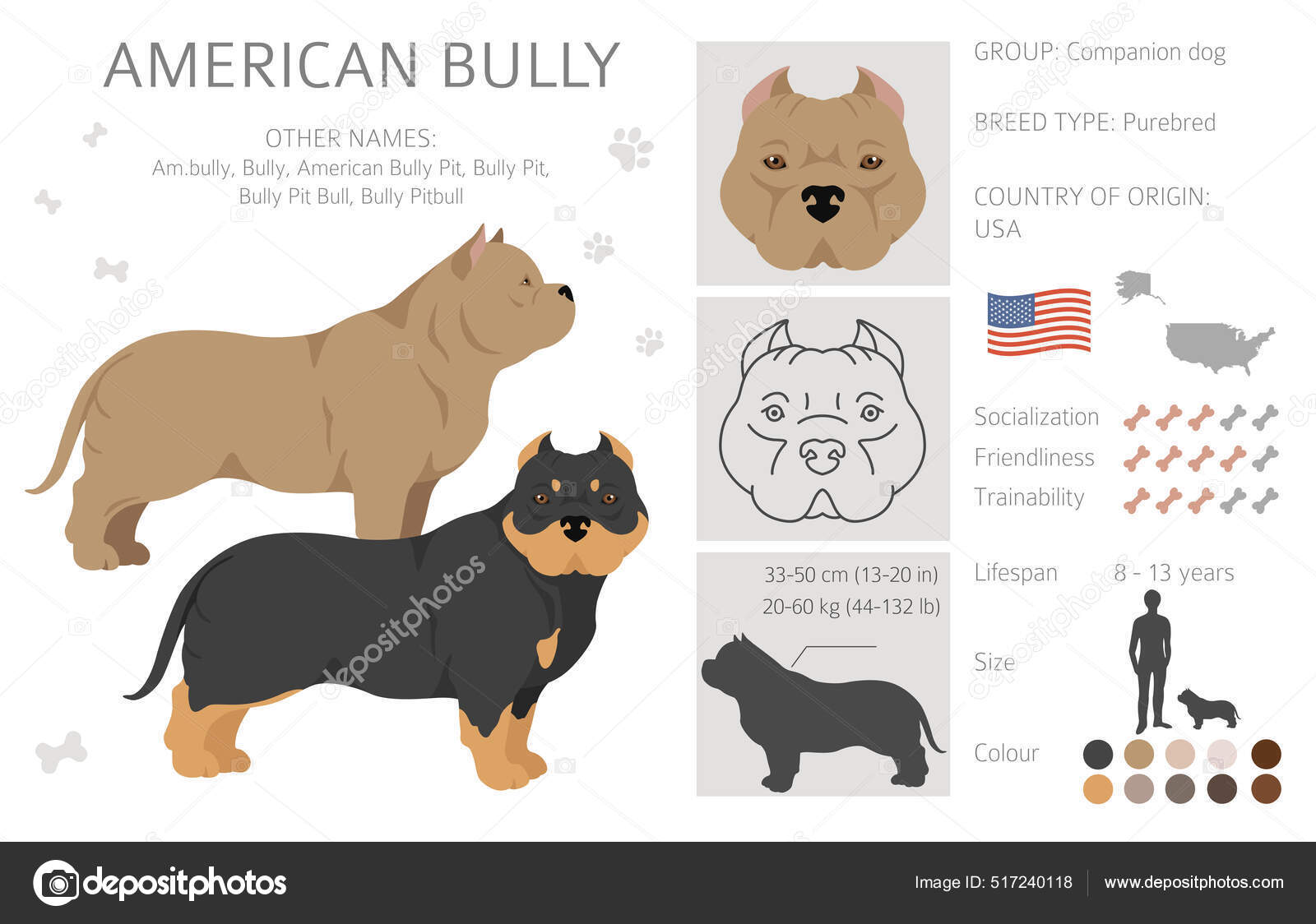 American Bully Colours Bully Xxl American Bully White Colour