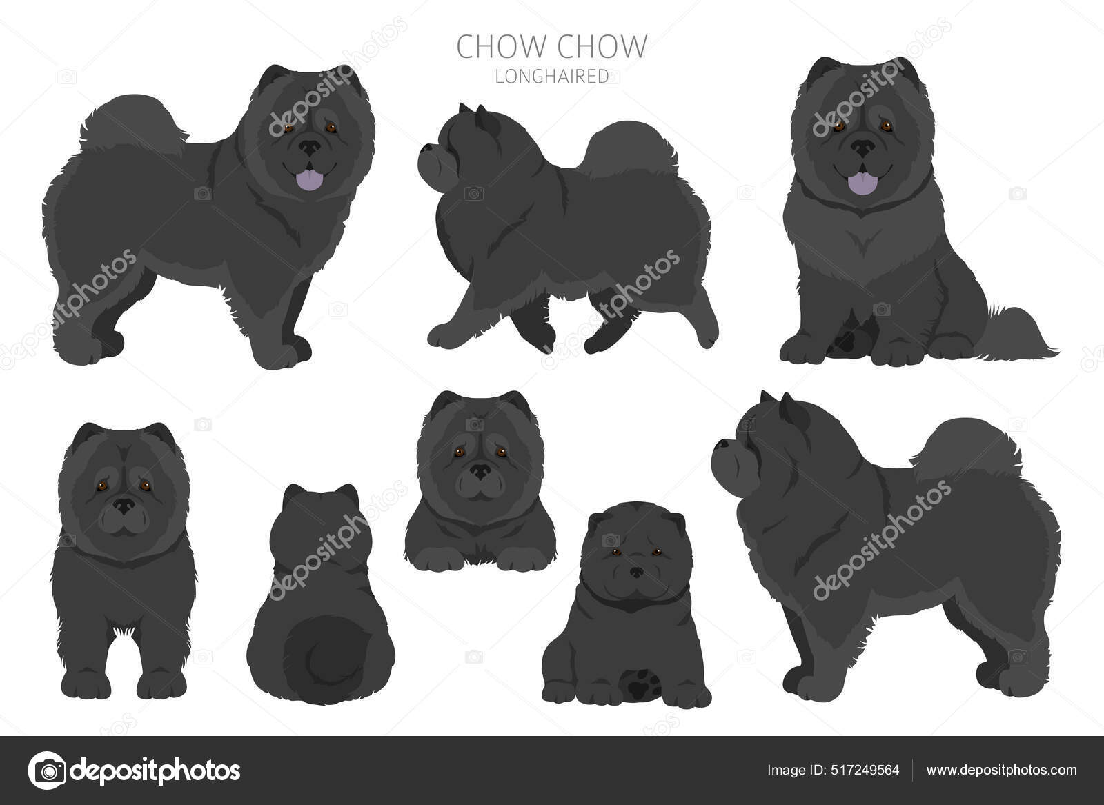 Chow Chow Longhaired Variety Clipart Different Poses Coat Colors - Main Image