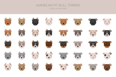 Amerikan pitbull teriyeri köpekleri kapışır. Renk çeşitleri, bilgi. Vektör illüstrasyonu