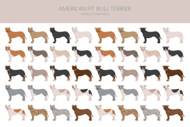 Amerikan pitbull teriyeri köpekleri kapışır. Renk çeşitleri, bilgi. Vektör illüstrasyonu