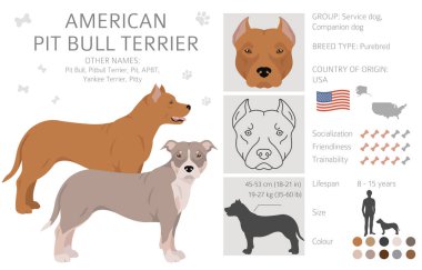 Amerikan pitbull teriyeri köpekleri kapışır. Renk çeşitleri, bilgi. Vektör illüstrasyonu