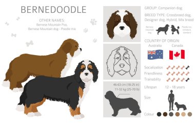Bernedoodle karışık cins klipsi. Farklı ceket renkleri ve pozlar. Vektör illüstrasyonu