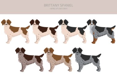 Brittany spaneil color varieties clipart. Different poses set. Dog infographics collection. Vector illustration clipart