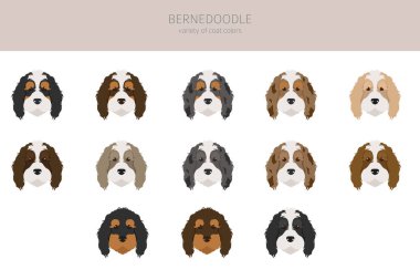 Bernedoodle karışık cins klipsi. Farklı ceket renkleri ve pozlar. Vektör illüstrasyonu